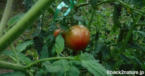 トマトの自家採種